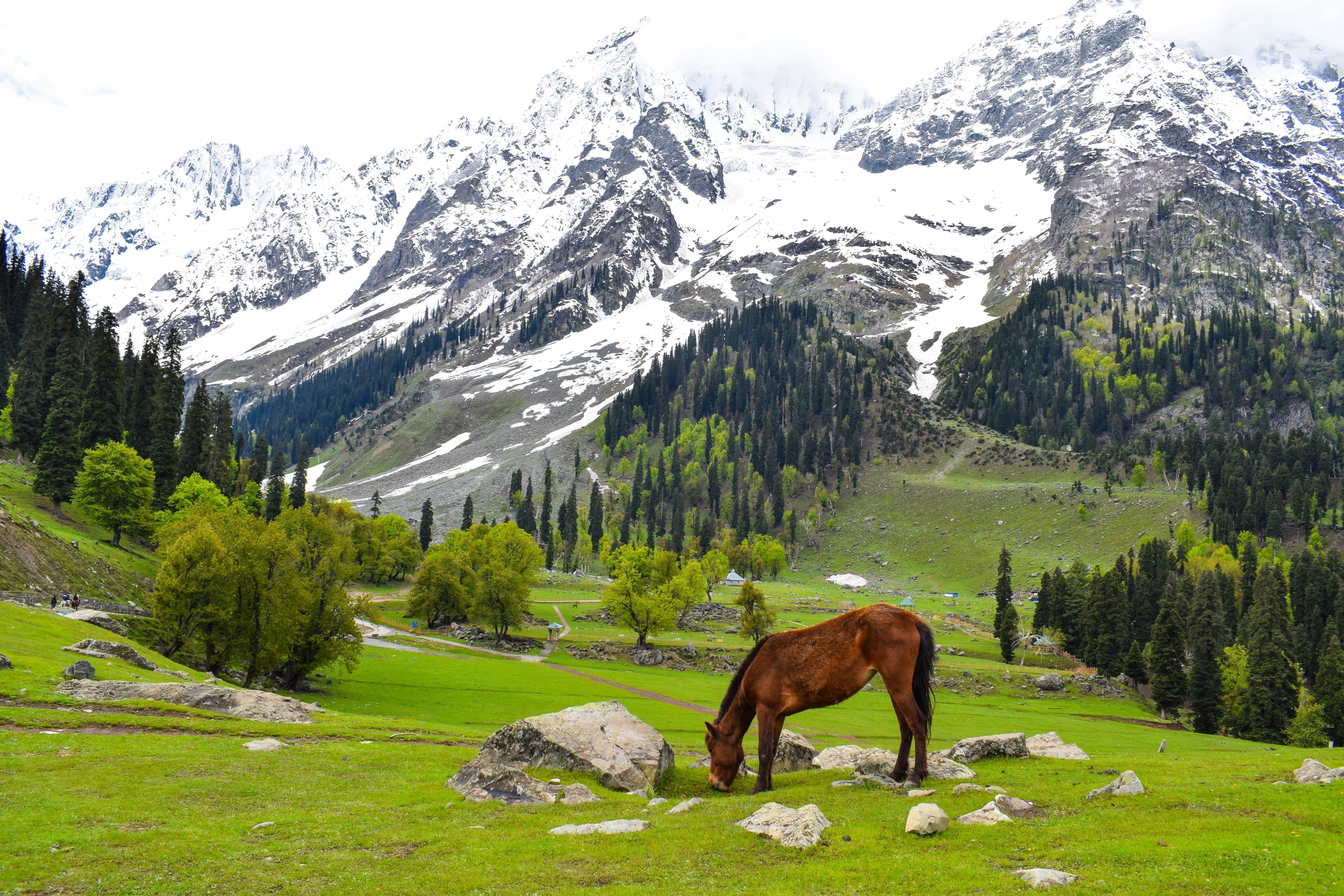Himachal Pradesh 